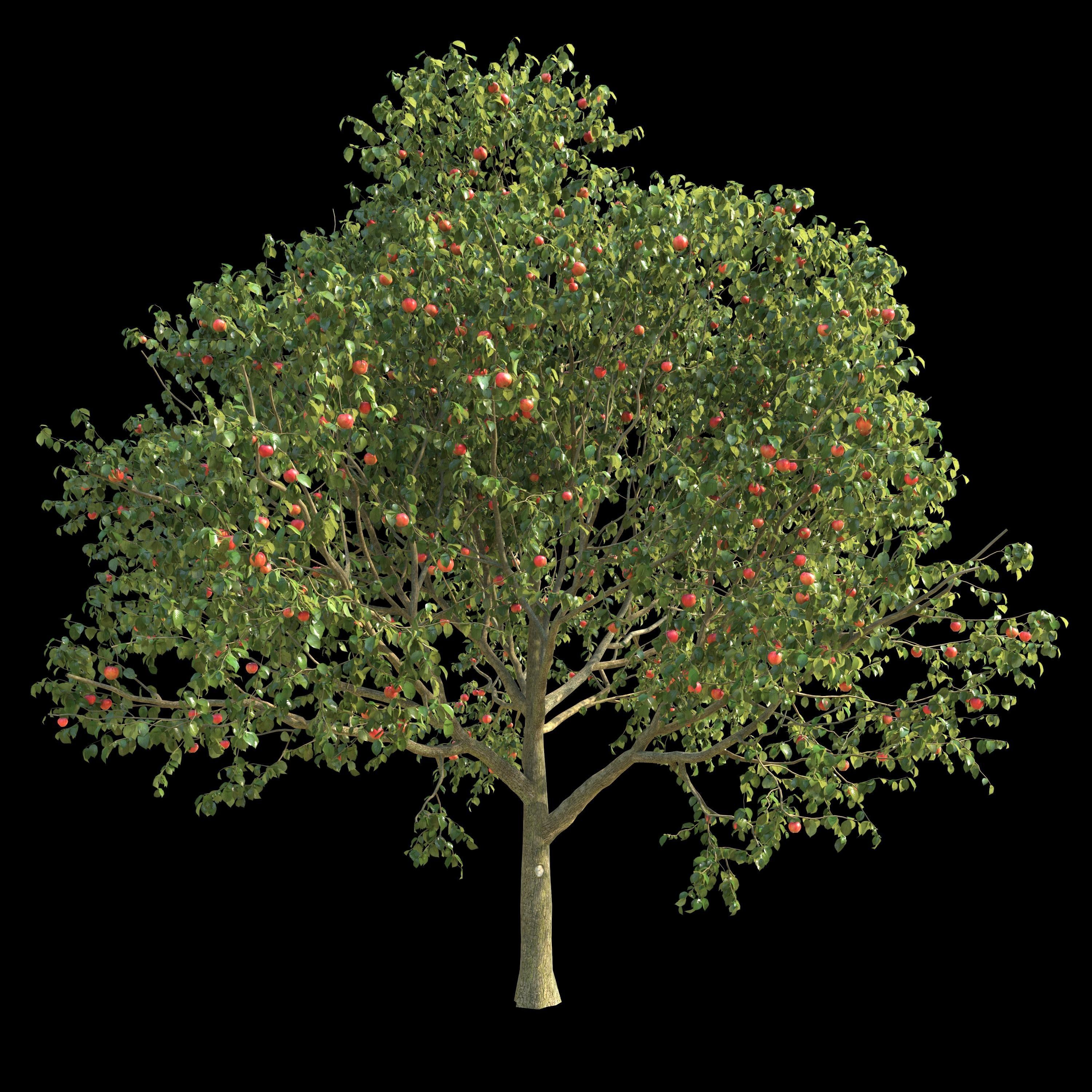 Apple Tree 2 Seasons 3D model_2
