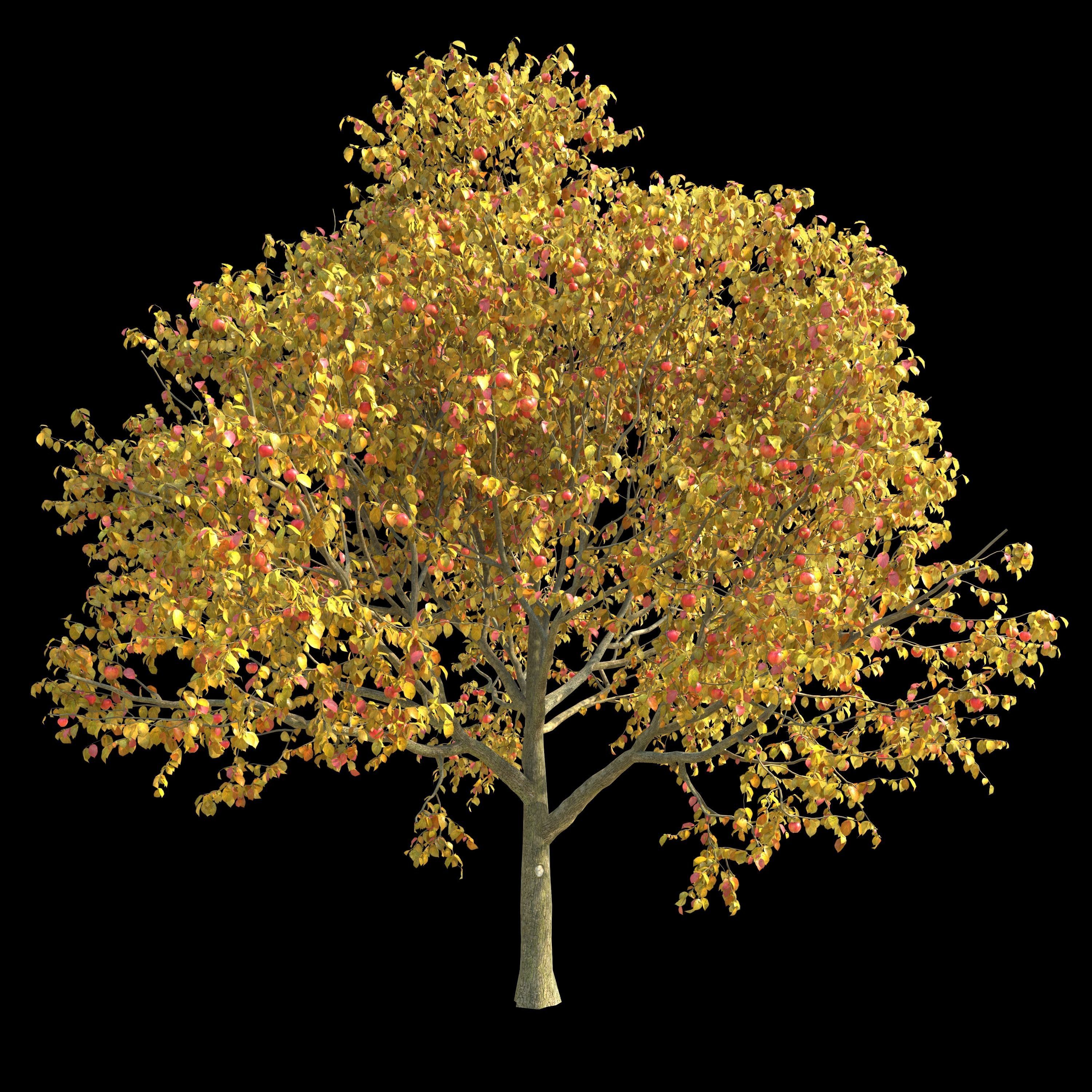 Apple Tree 2 Seasons 3D model_3