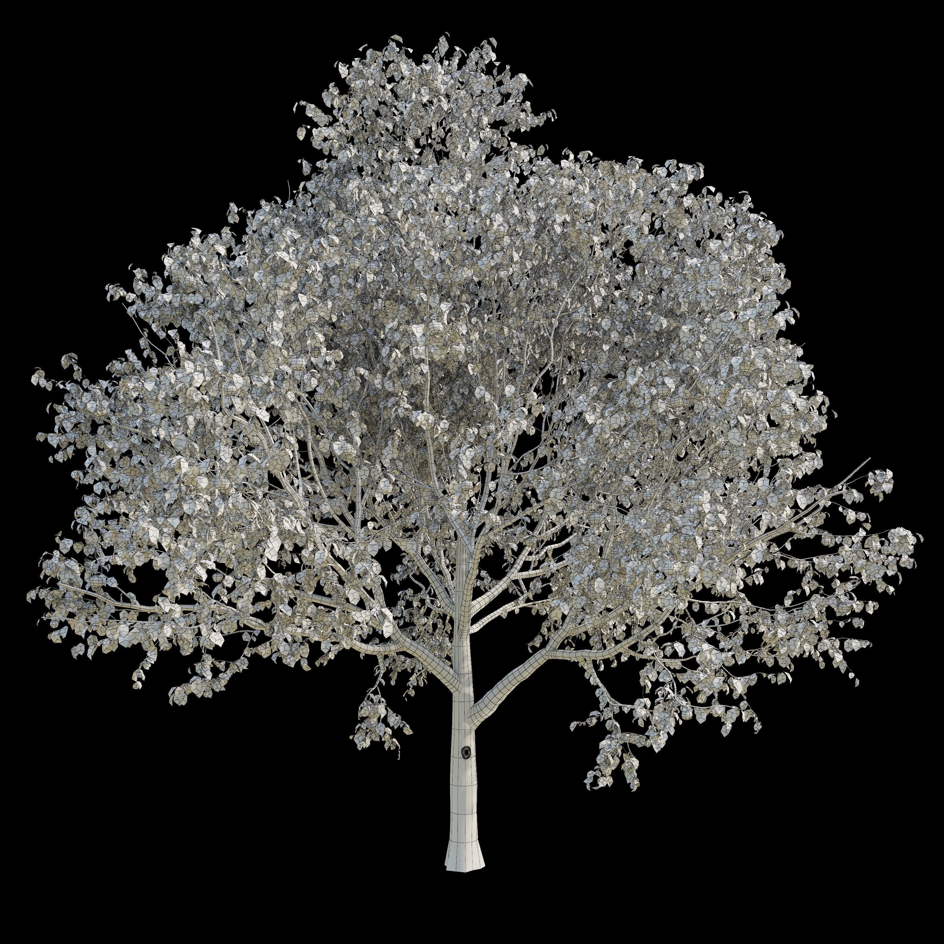 Apple Tree 2 Seasons 3D model_7