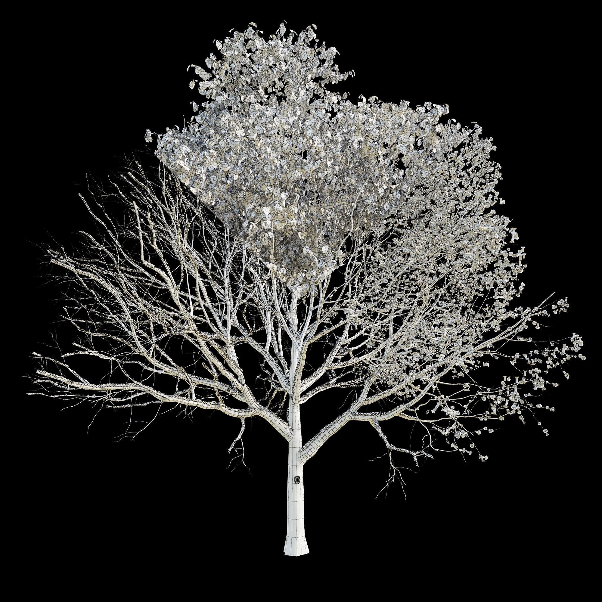 Apple Tree 2 Seasons 3D model_5
