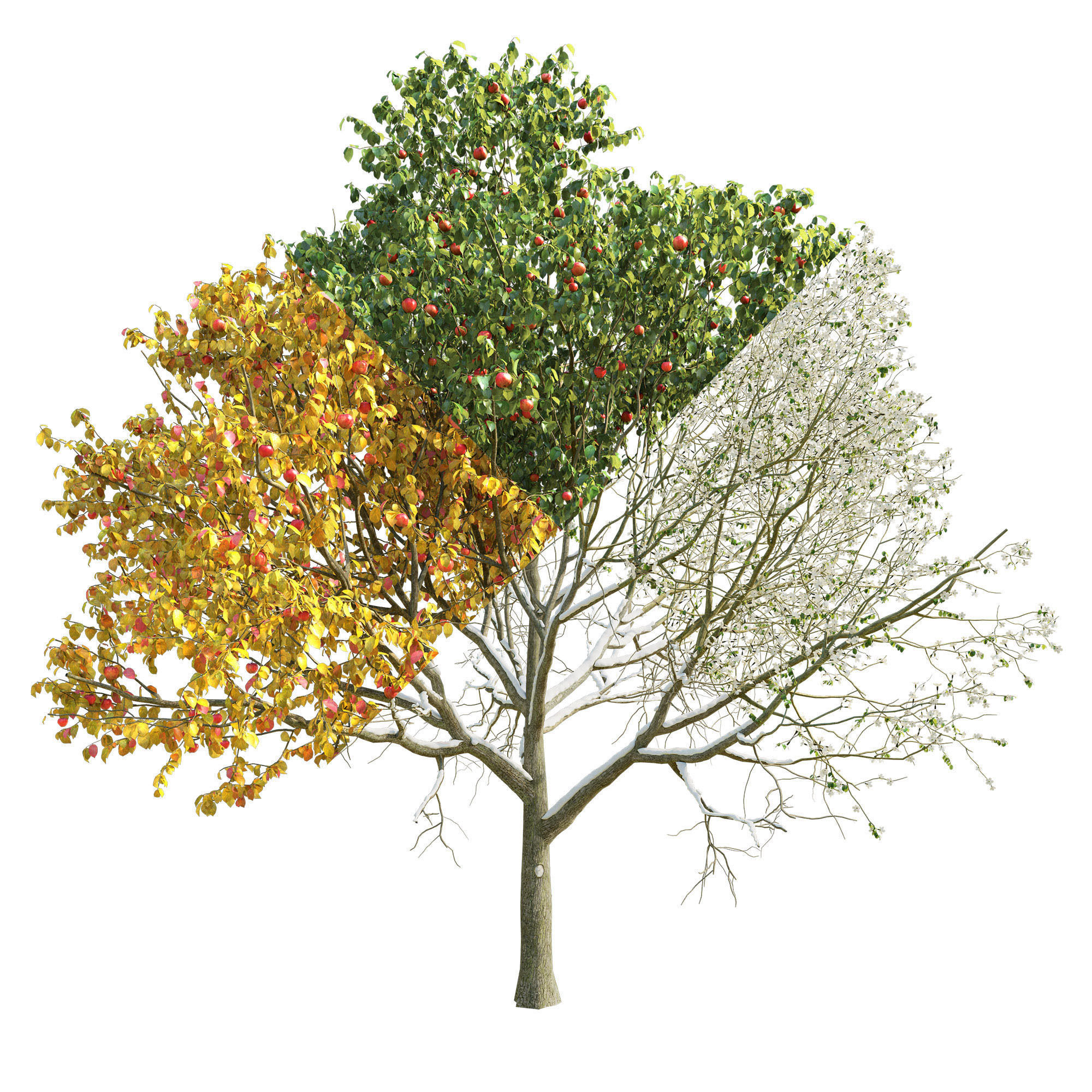 Apple Tree 2 Seasons 3D model_1