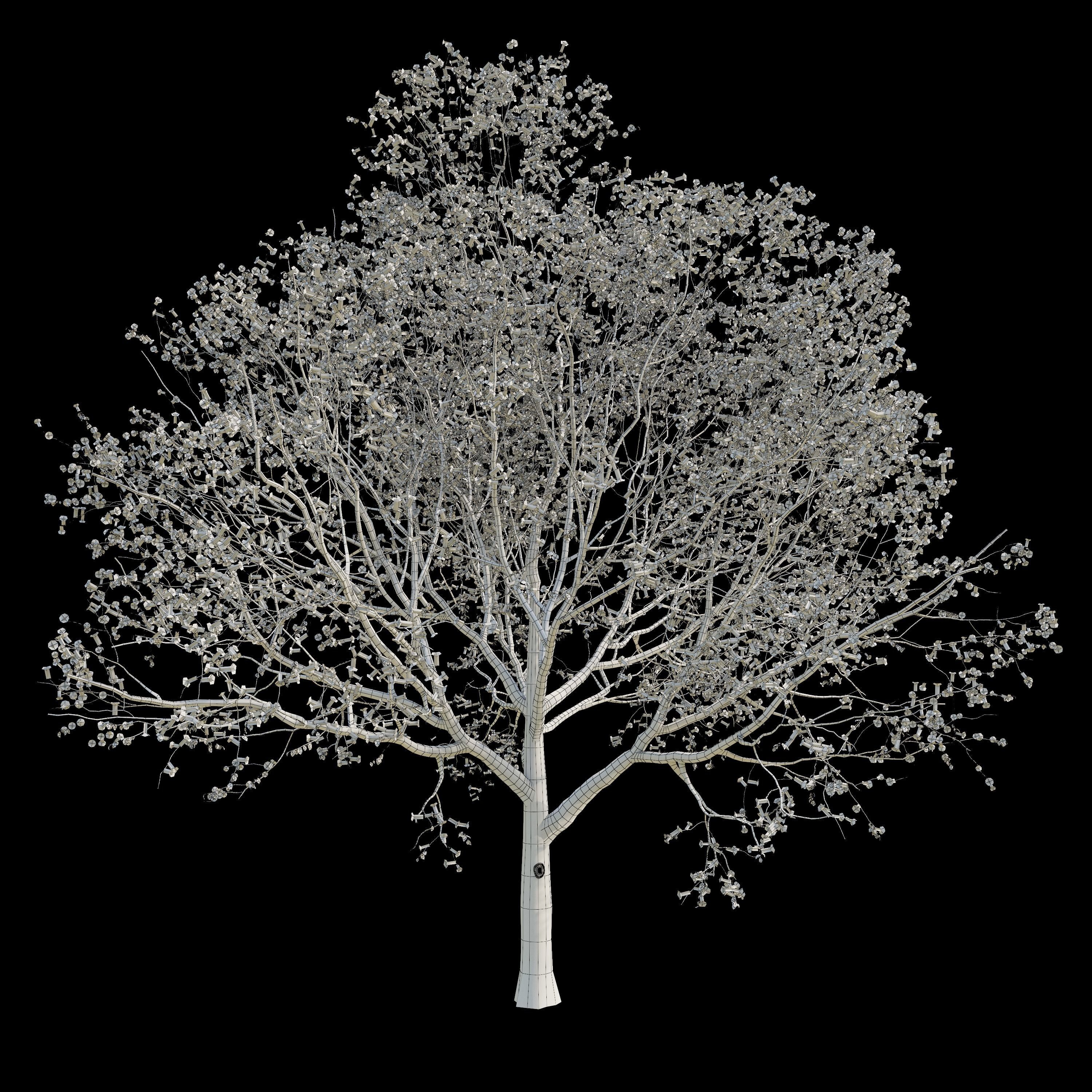 Apple Tree 2 Seasons 3D model_6