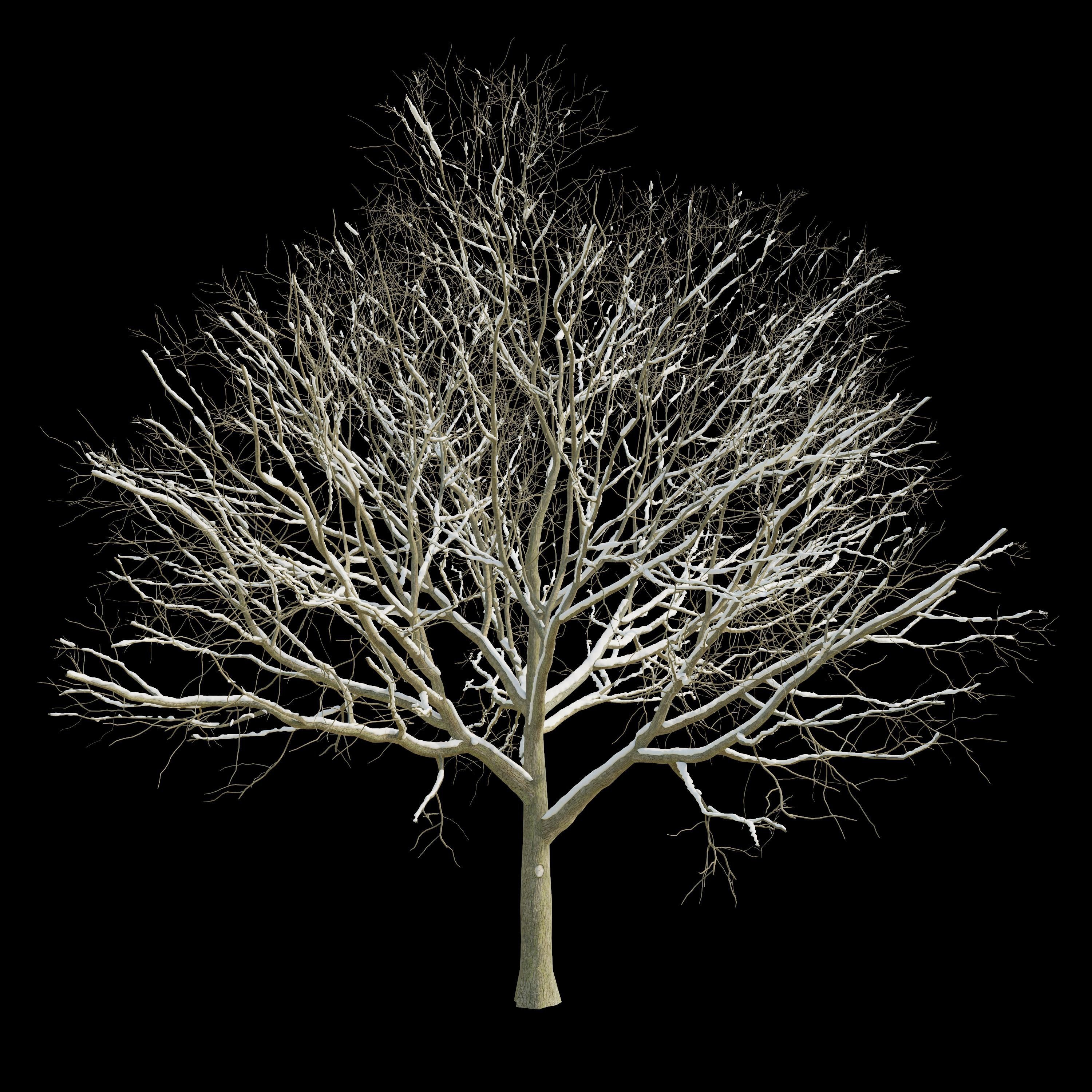 Apple Tree 2 Seasons 3D model_8
