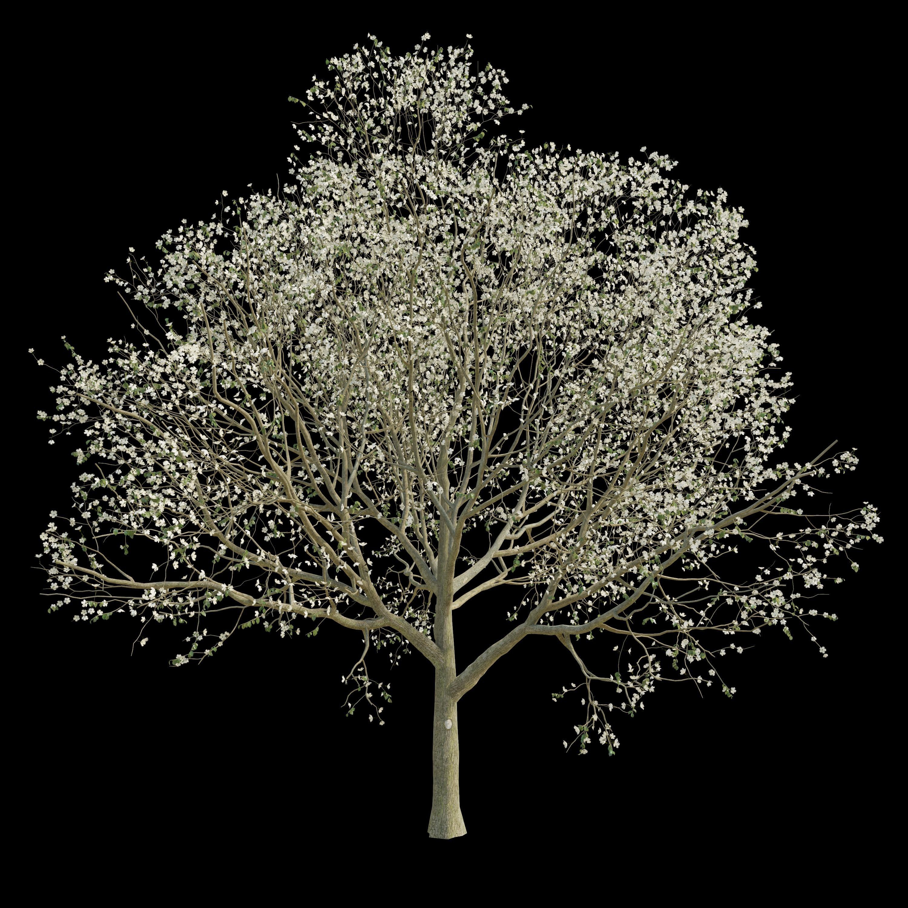 Apple Tree 2 Seasons 3D model_4