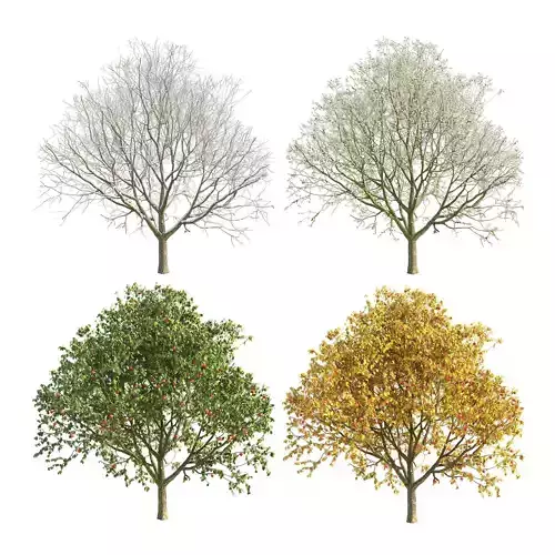 Apple Tree 3 Seasons