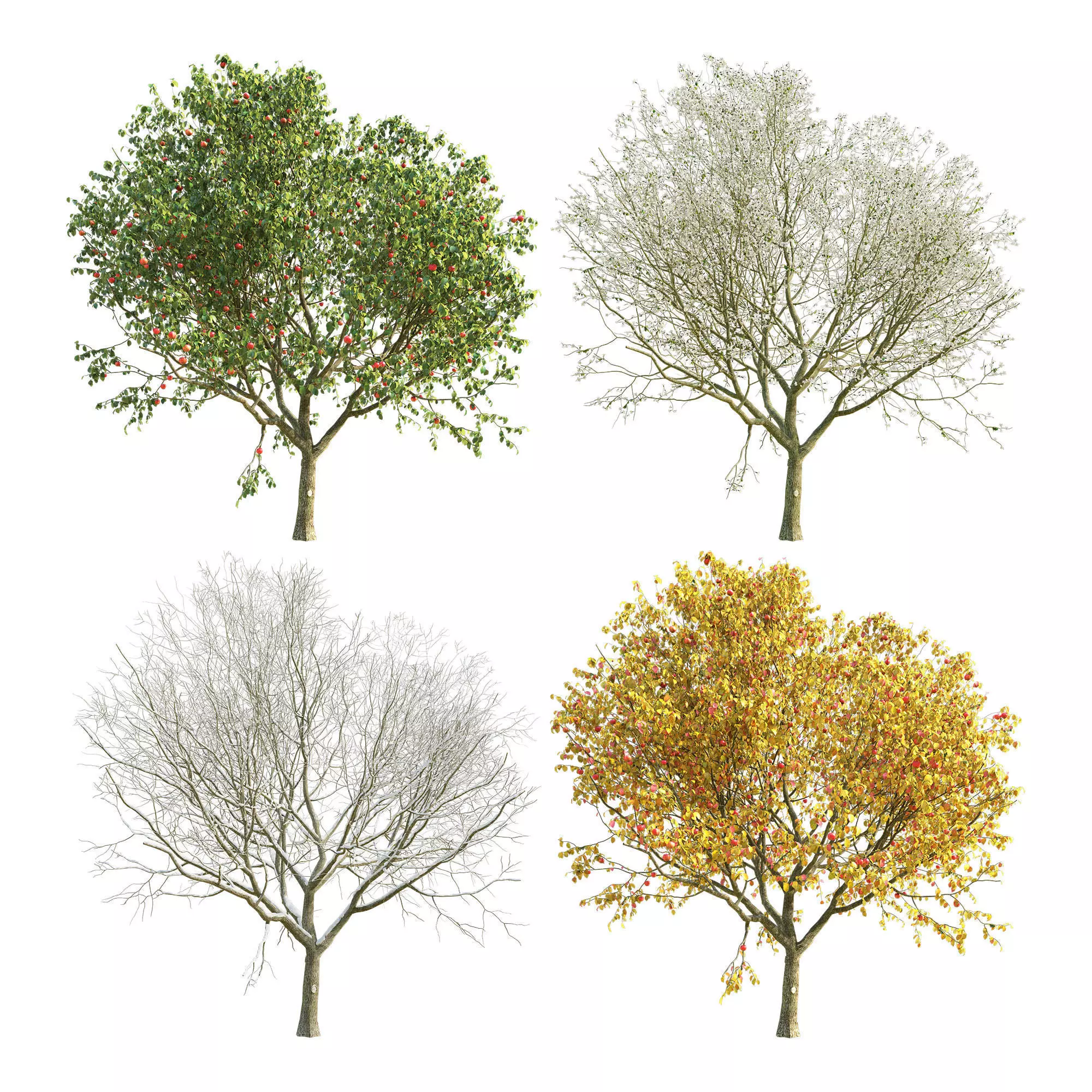 Apple Tree 4 Seasons 3D model