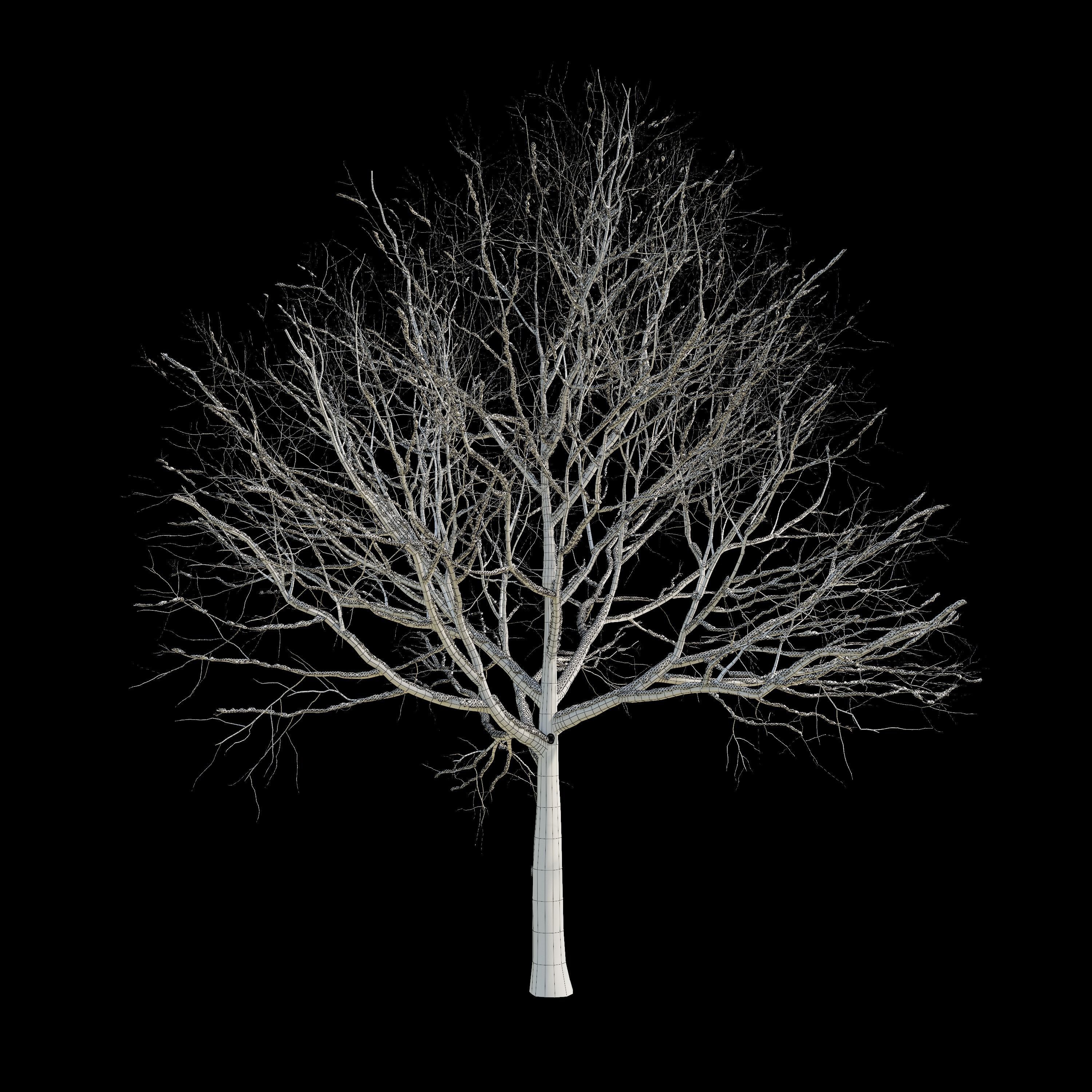 Apple Tree 5 Seasons 3D model_8