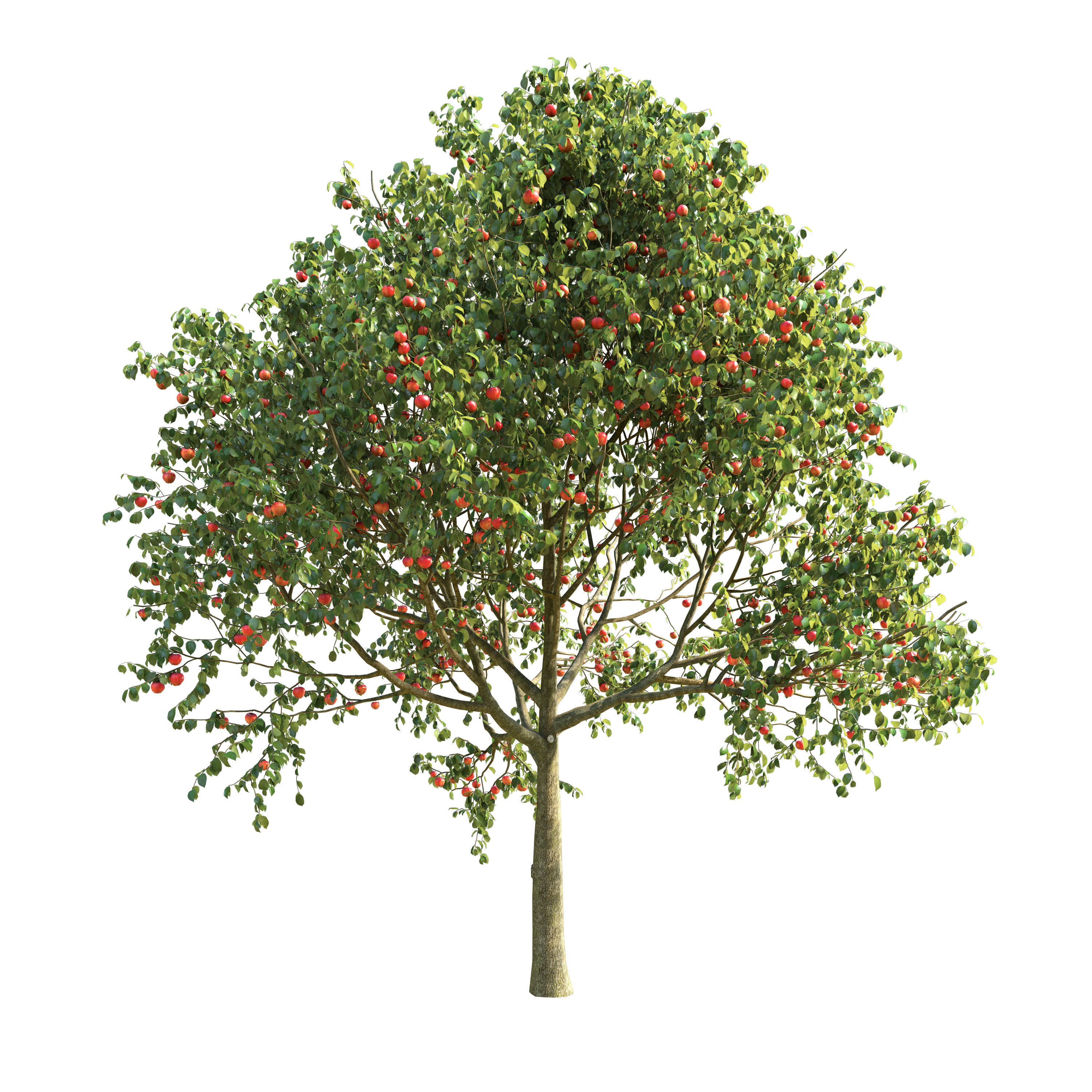 Apple Tree 5 Seasons 3D model_2