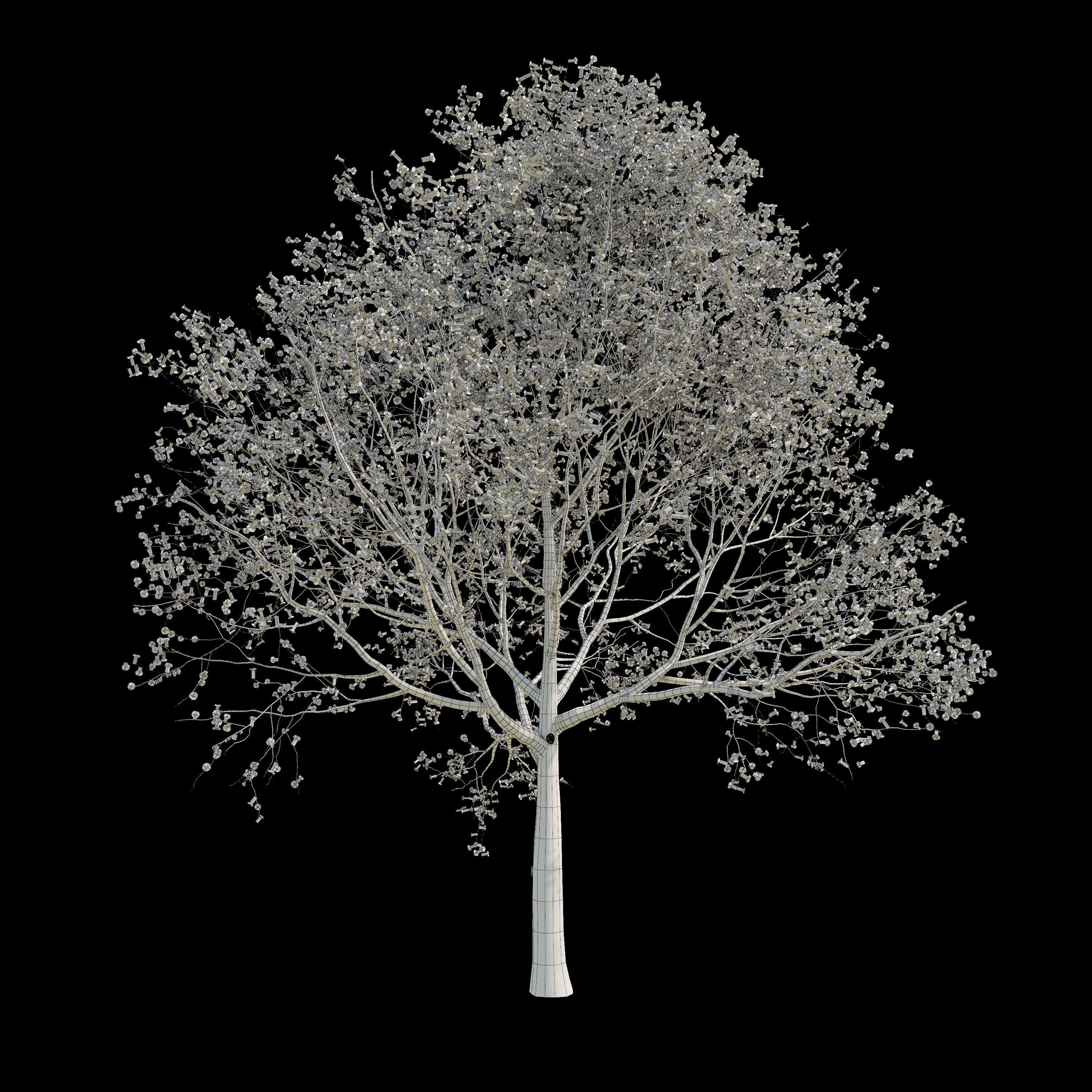 Apple Tree 5 Seasons 3D model_7
