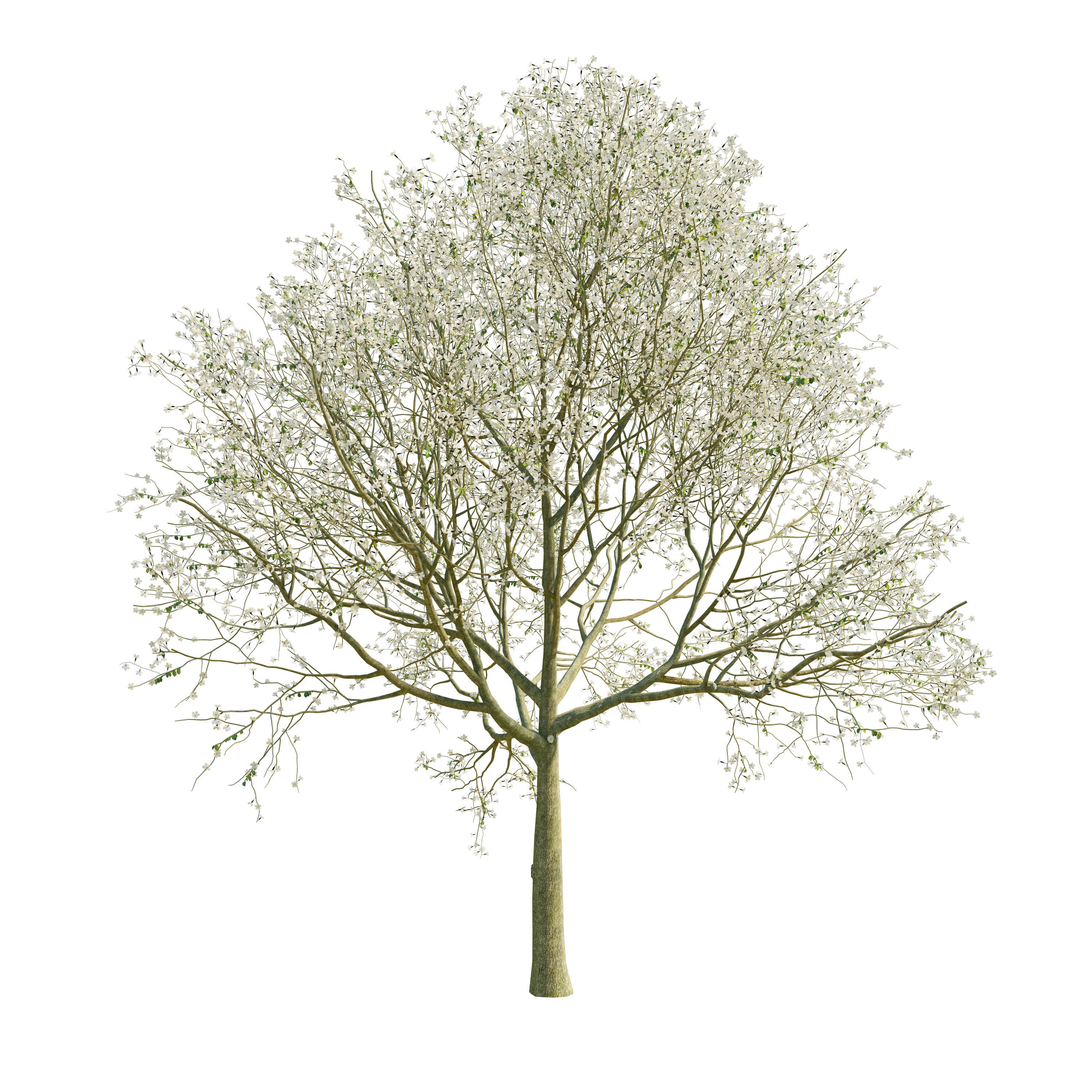 Apple Tree 5 Seasons 3D model_4