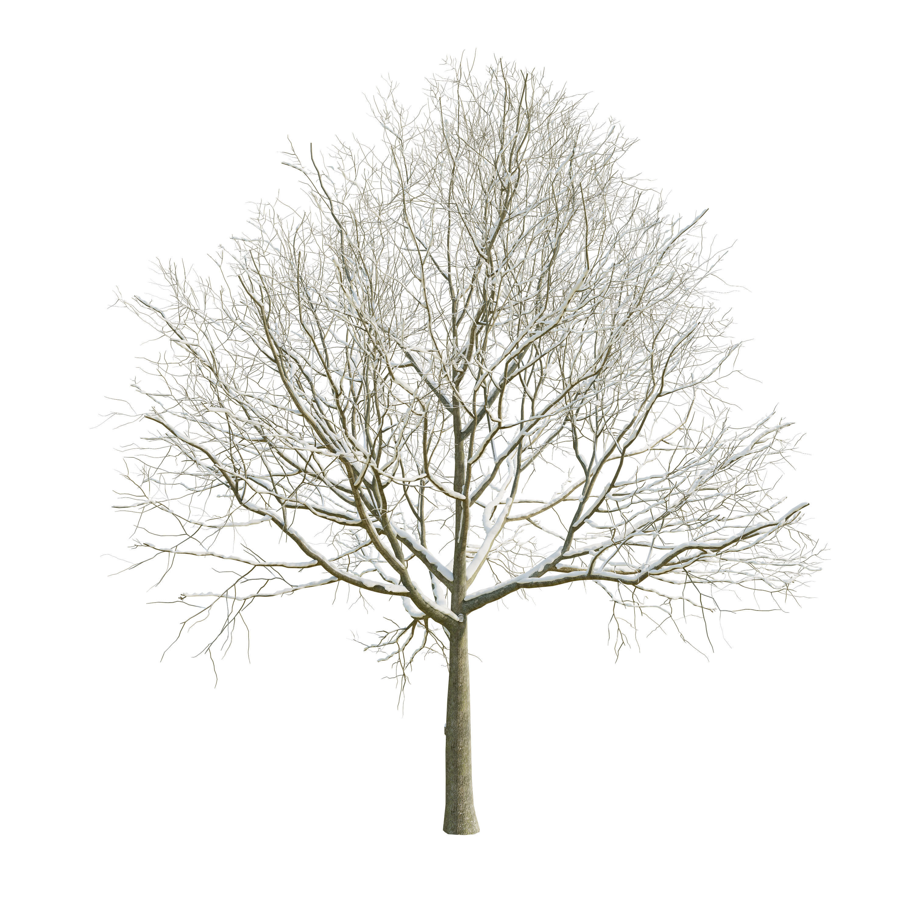 Apple Tree 5 Seasons 3D model_5