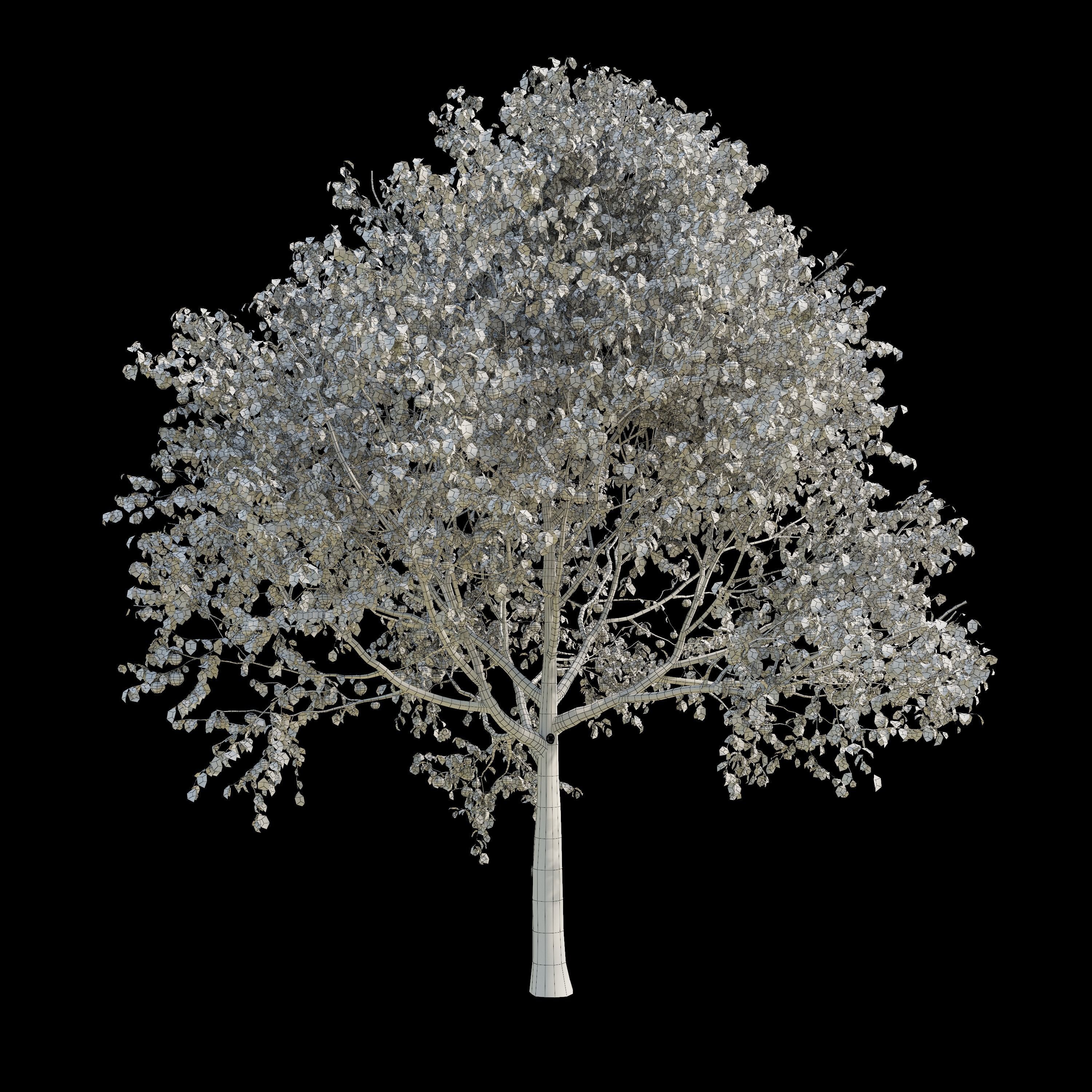 Apple Tree 5 Seasons 3D model_9