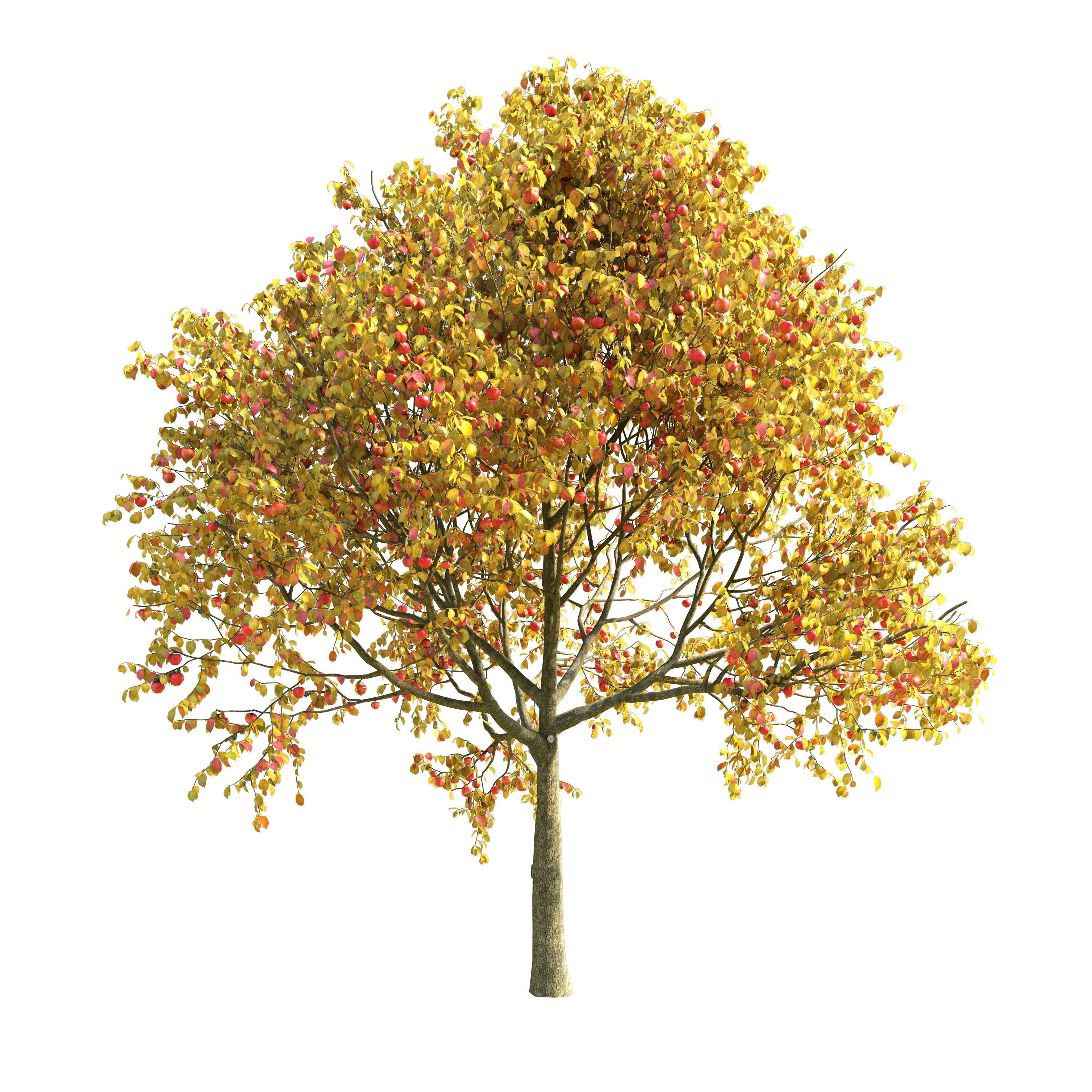 Apple Tree 5 Seasons 3D model_3