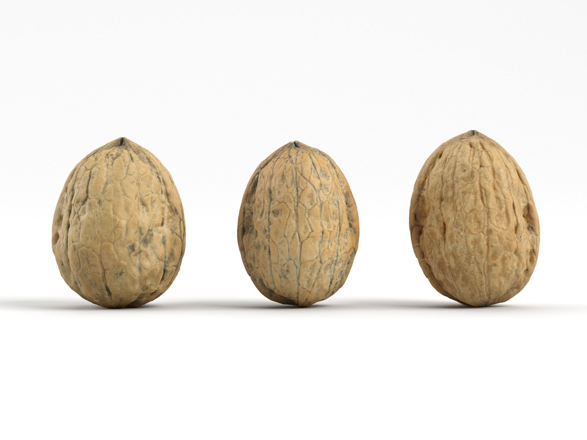 Three Different Photorealistic Walnut 3D Scans 3D model_2