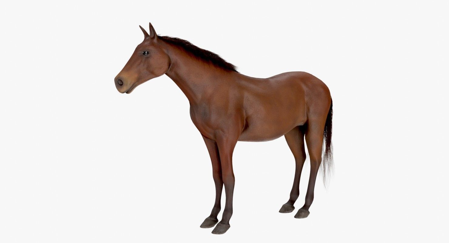 Horse Textured Low-poly 3D model_2