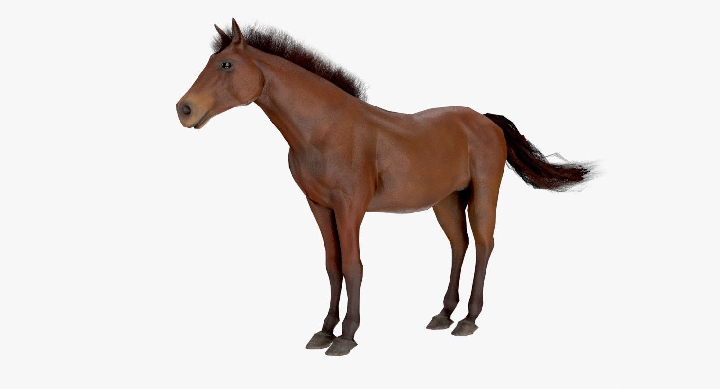 Horse Textured Low-poly 3D model_6