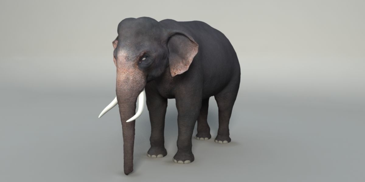 Elephant  Rigged  3D model_2