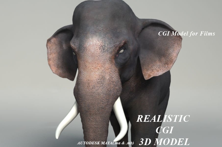 Elephant  Rigged  3D model_3