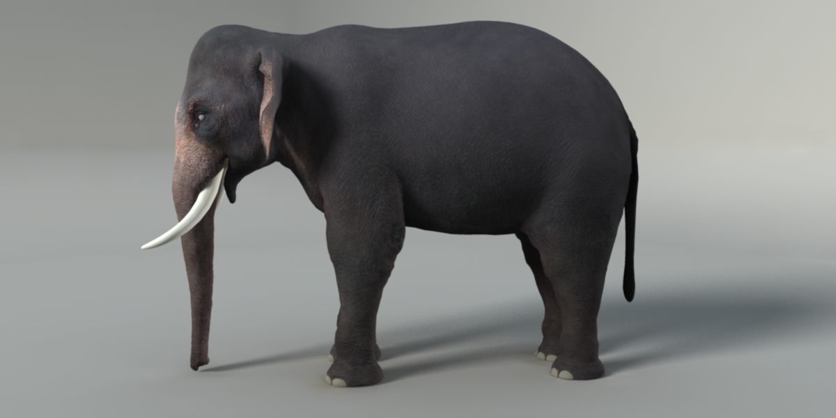 Elephant  Rigged  3D model_4
