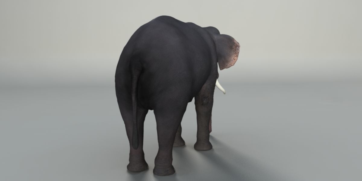 Elephant  Rigged  3D model_1