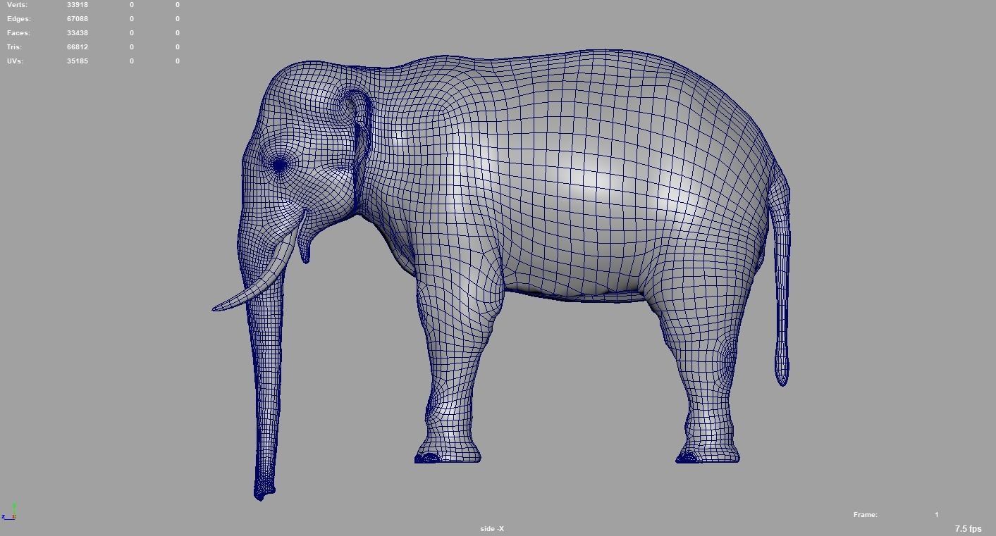 Elephant  Rigged  3D model_11