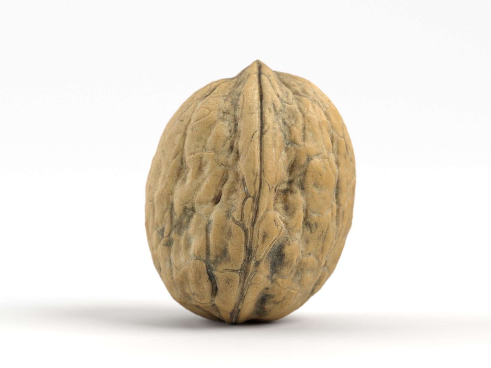 Photorealistic Walnut 3D Scan 01 3D model_4