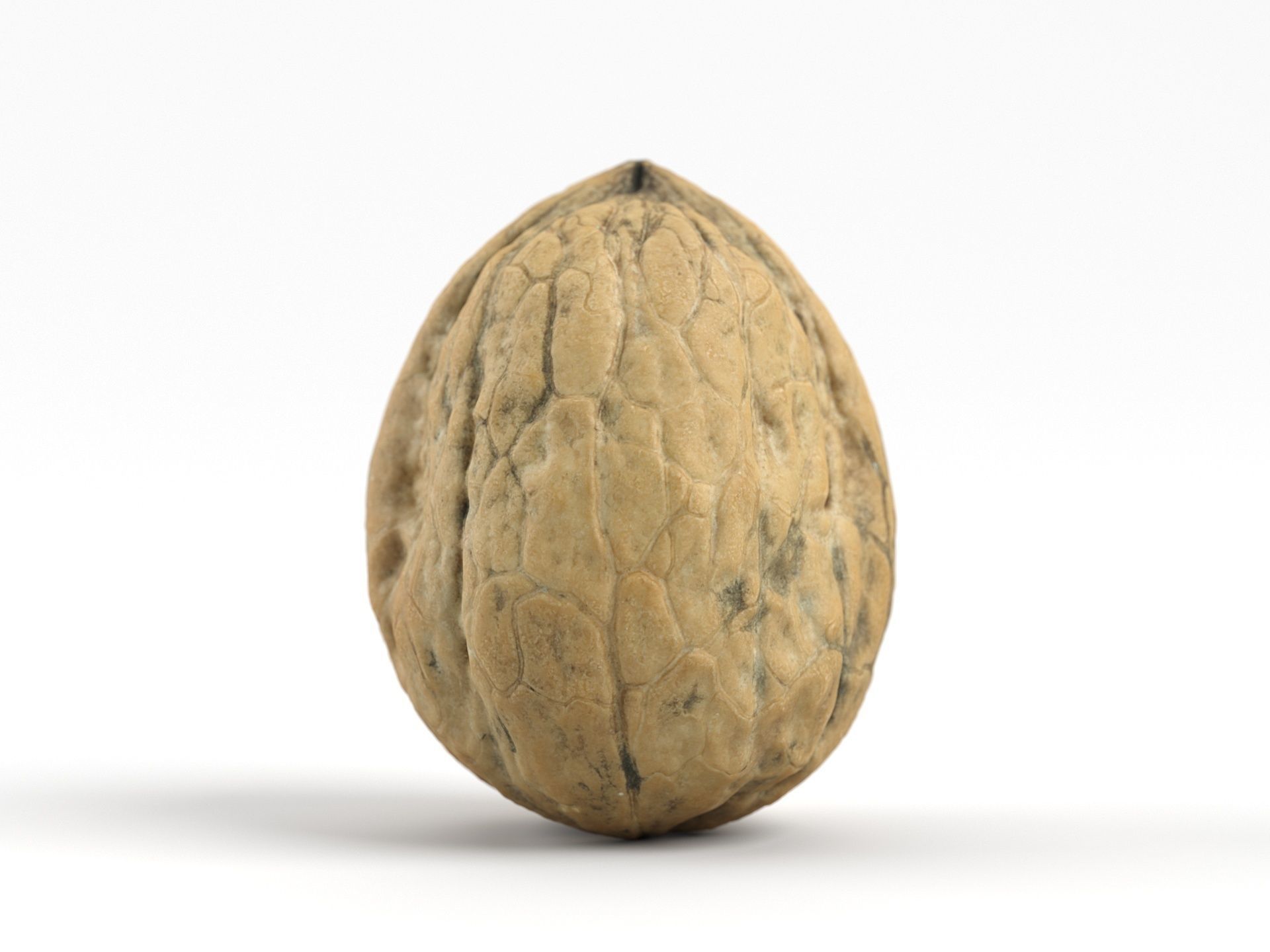 Photorealistic Walnut 3D Scan 01 3D model_1
