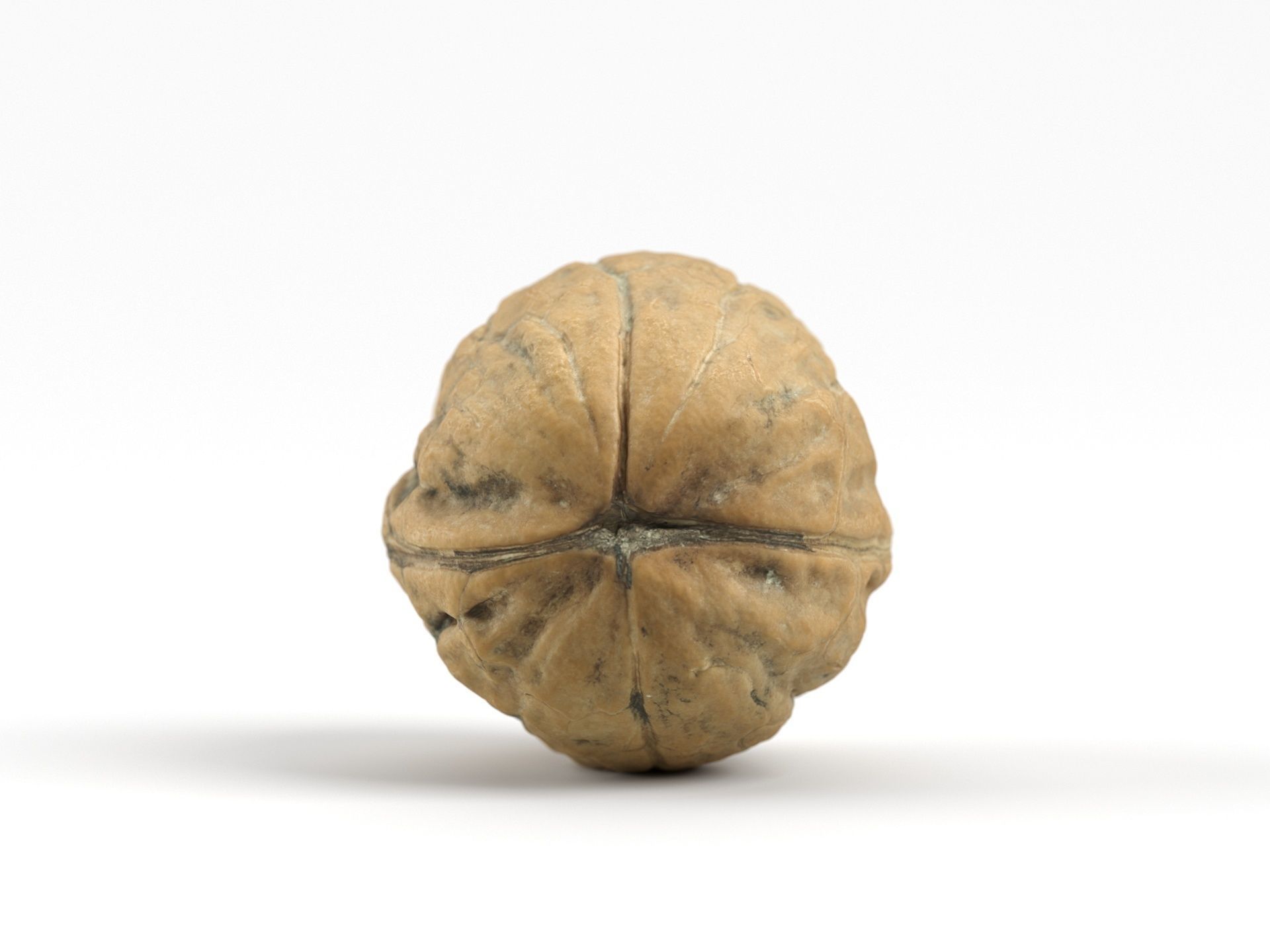 Photorealistic Walnut 3D Scan 01 3D model_6