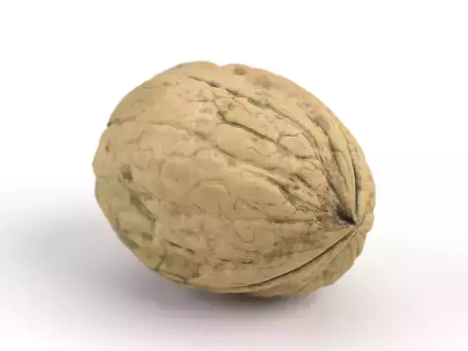Photorealistic Walnut 3D Scan 01 3D model