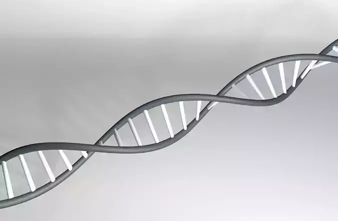 DNA Strand 3D model
