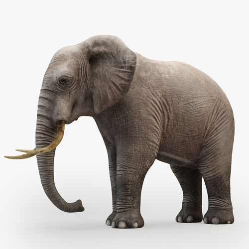 Animated Elephant 3D model Low-poly 3D model
