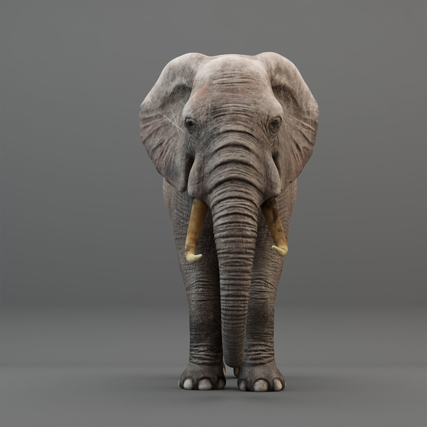 3D Rigged Elephant model Low-poly 3D model_2