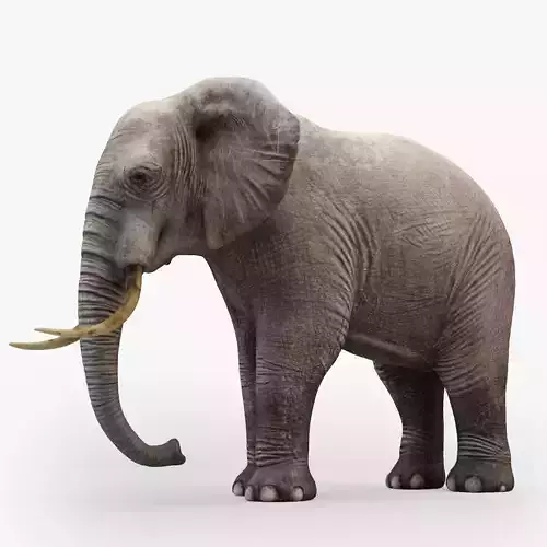 3D Rigged Elephant model Low-poly 3D model