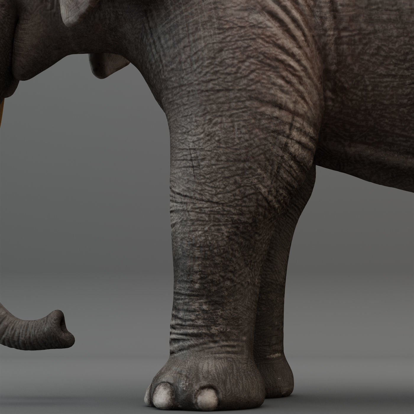 3D Rigged Elephant model Low-poly 3D model_7