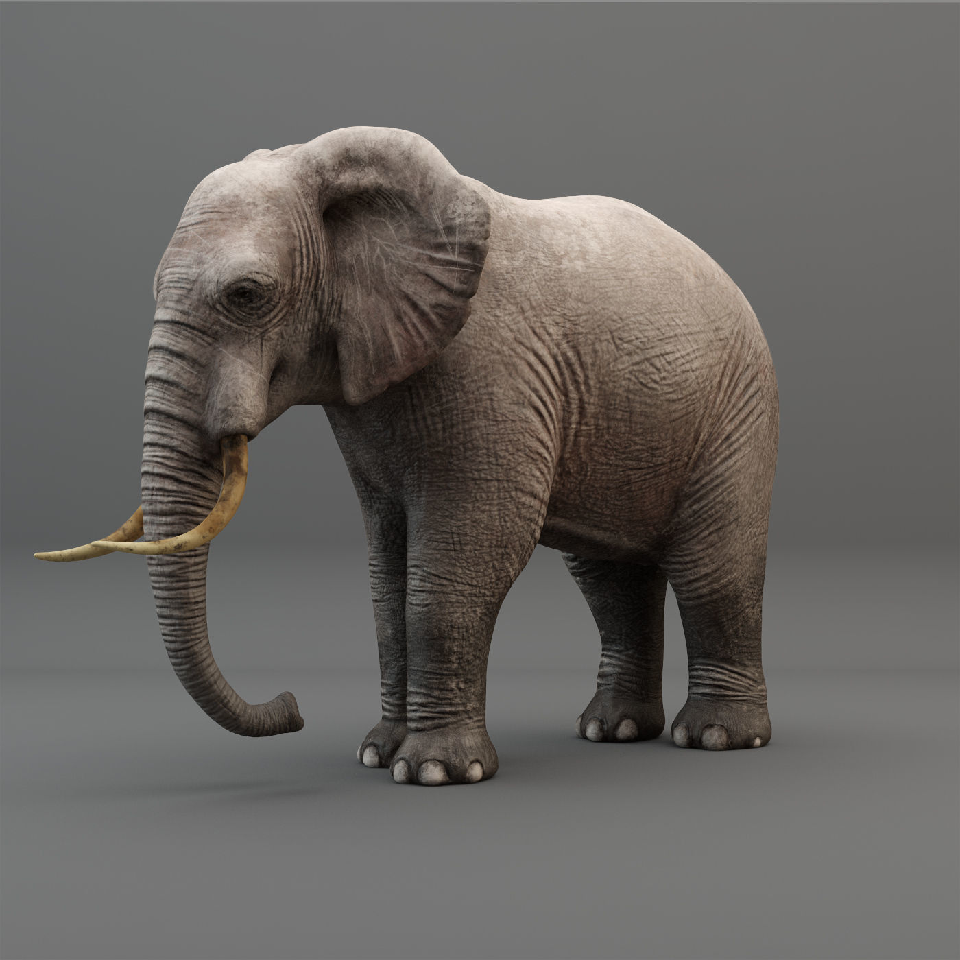 3D Rigged Elephant model Low-poly 3D model_1