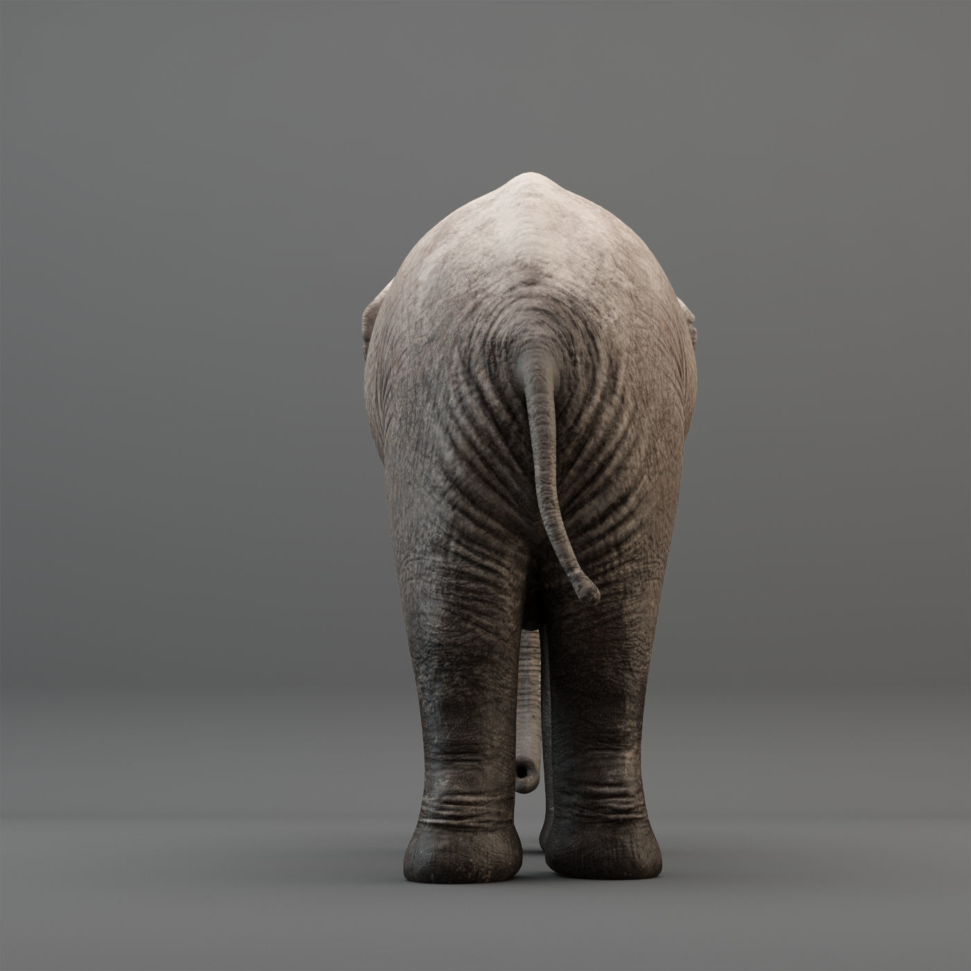 3D Rigged Elephant model Low-poly 3D model_4