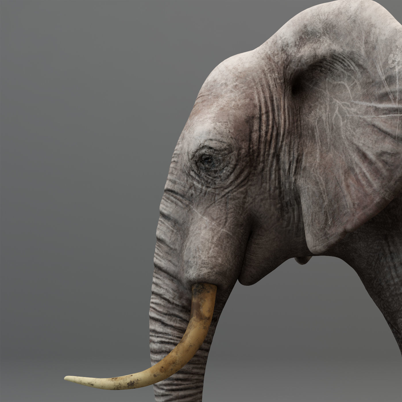 3D Rigged Elephant model Low-poly 3D model_6