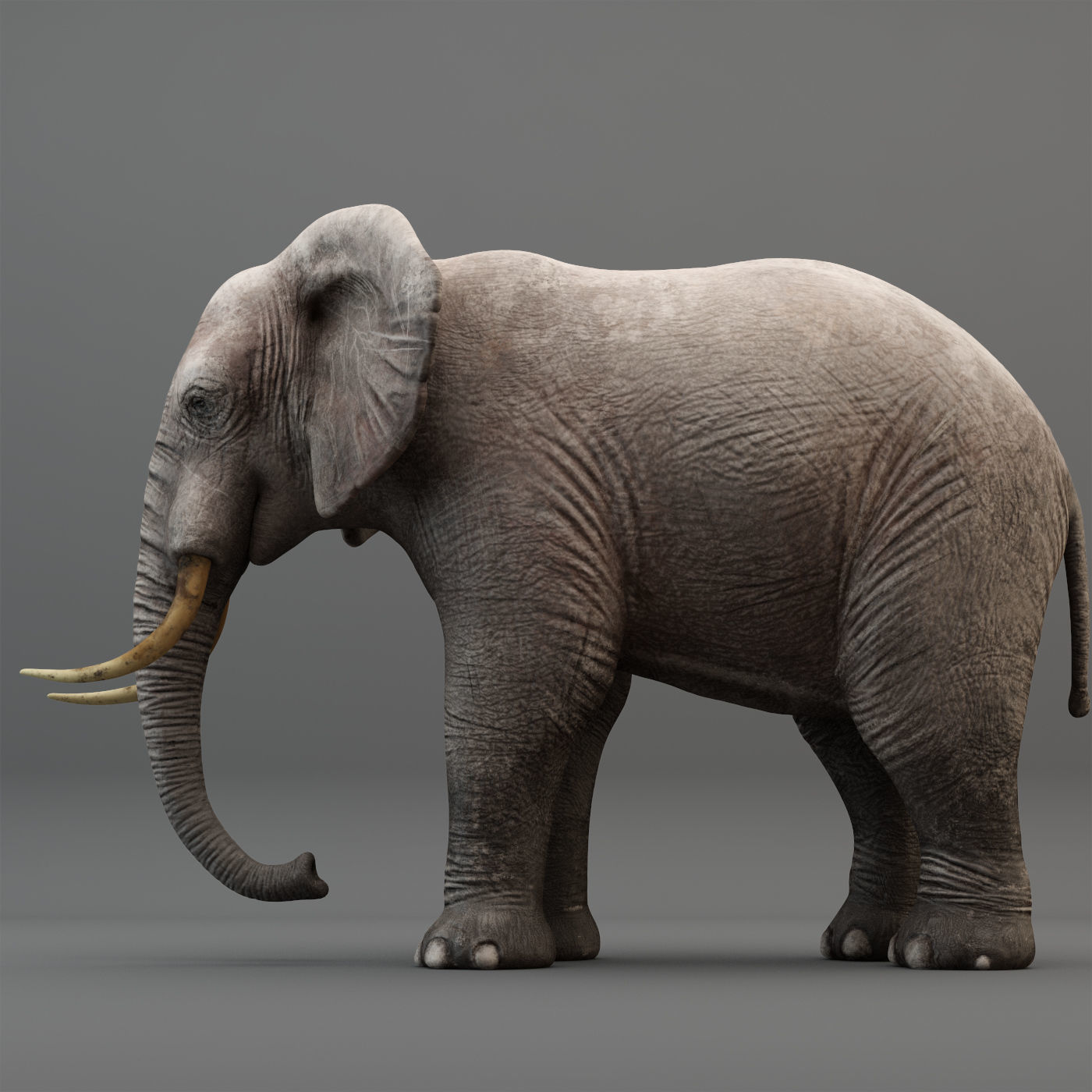 3D Rigged Elephant model Low-poly 3D model_5