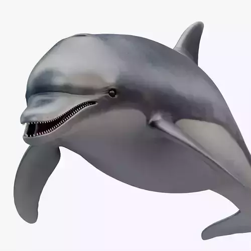 3D model Animated Dolphin Low-poly 3D model