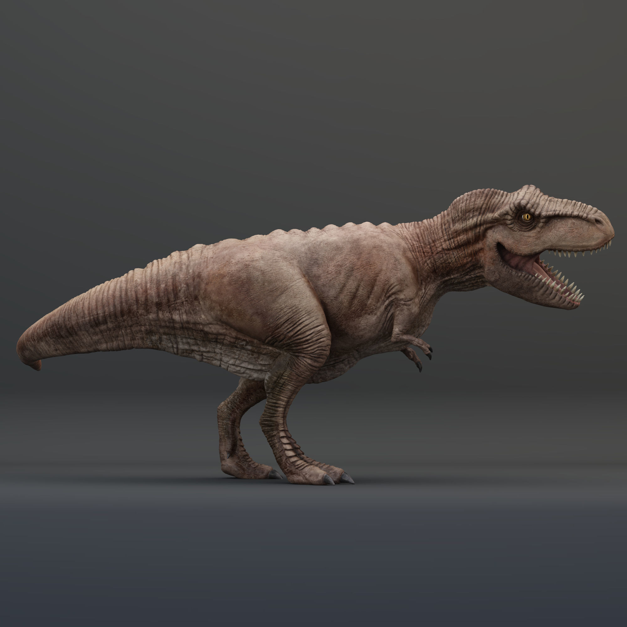 Animated Tyrannosaurus Rex Low-poly 3D model_11