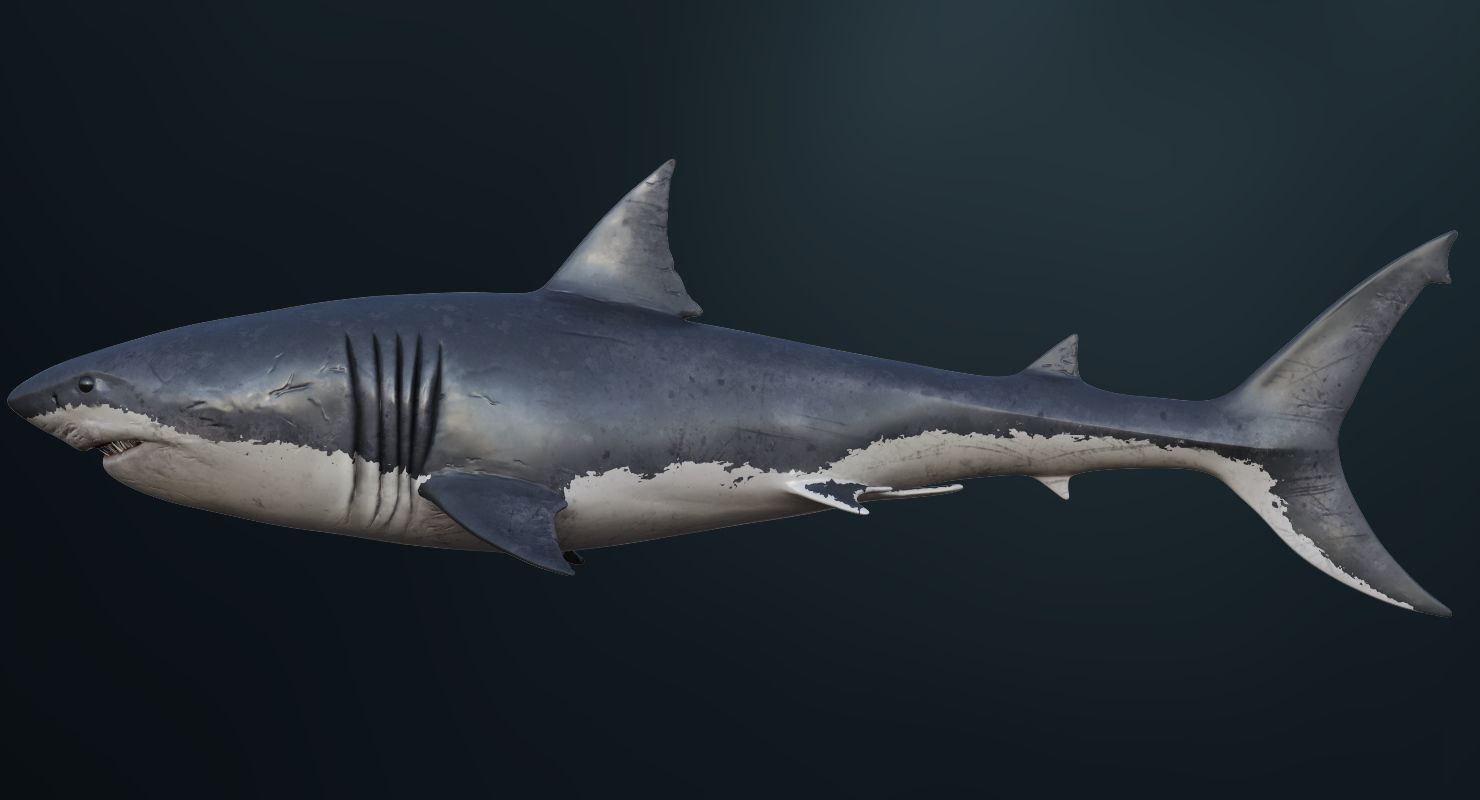 3D Animated Great White Shark  Low-poly 3D model_6