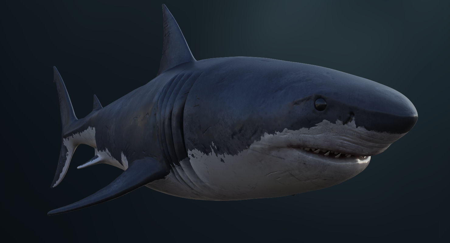3D Animated Great White Shark  Low-poly 3D model_9