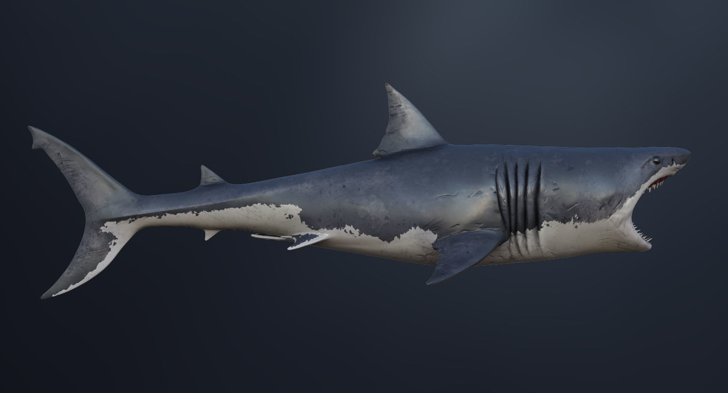3D Animated Great White Shark  Low-poly 3D model_12