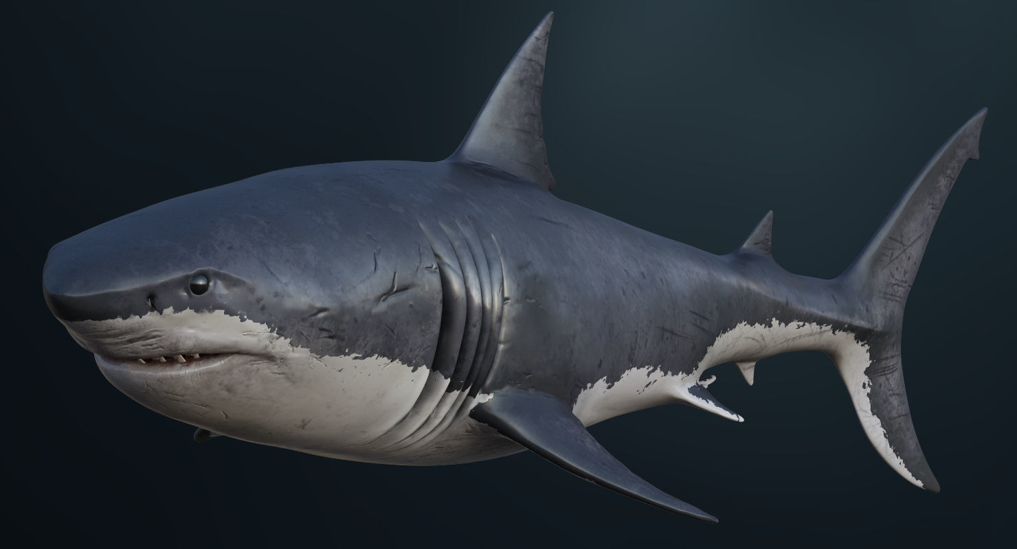 3D Animated Great White Shark  Low-poly 3D model_8