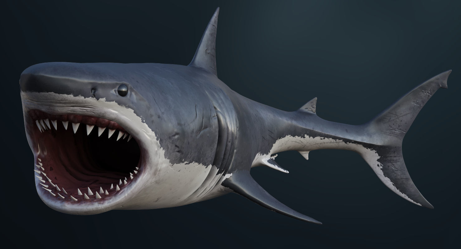 3D Animated Great White Shark  Low-poly 3D model_3