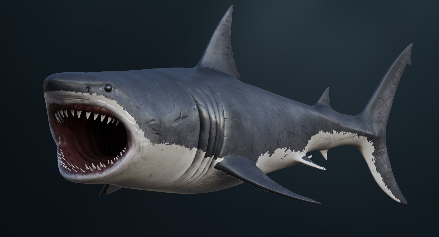 3D Animated Great White Shark  Low-poly 3D model_7