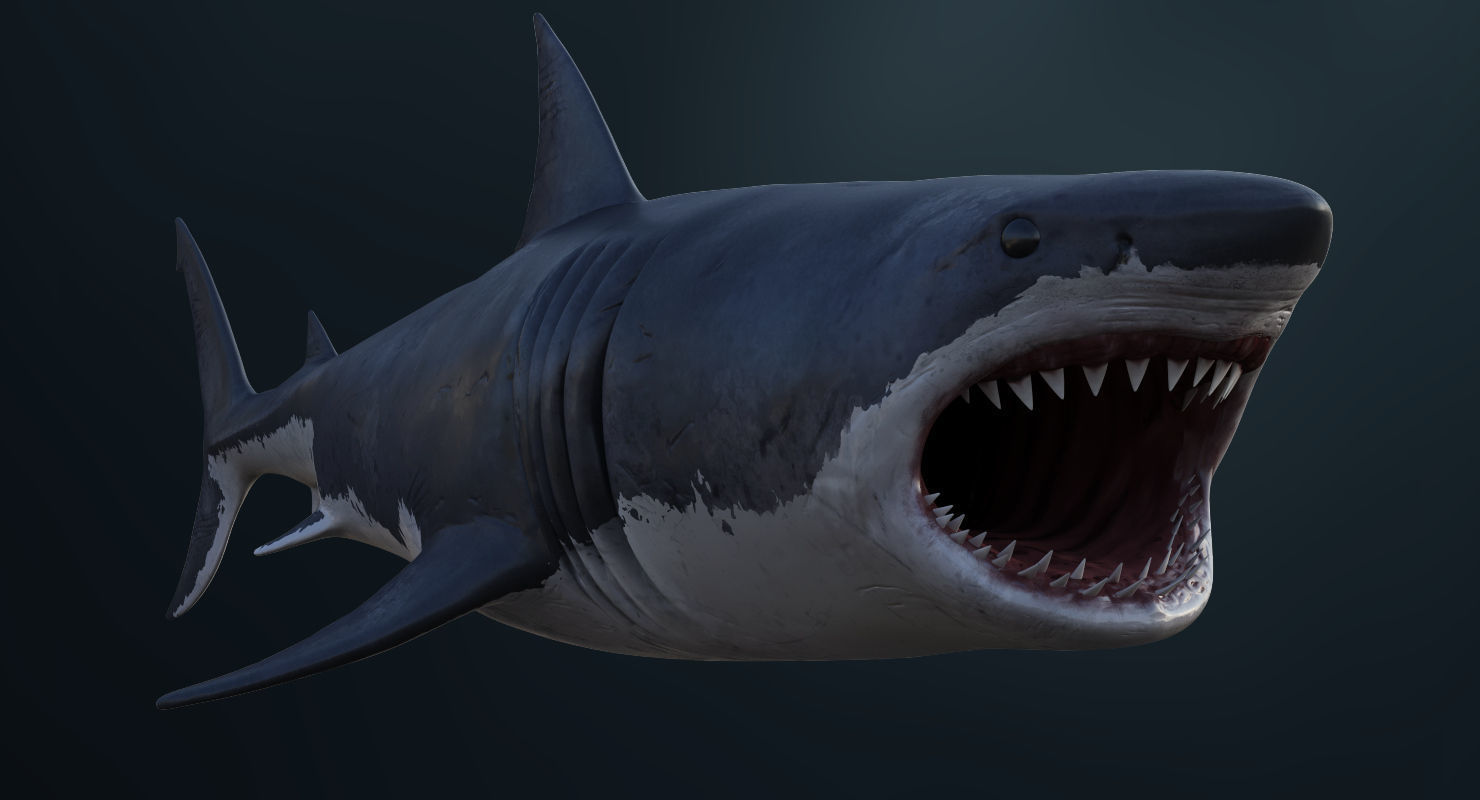 3D Animated Great White Shark  Low-poly 3D model_10