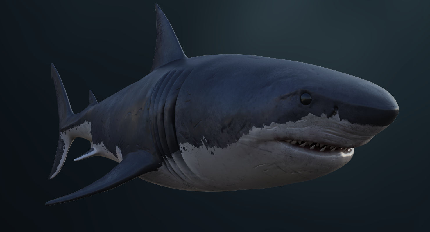3D model Rigged Great White Shark Low-poly 3D model_7