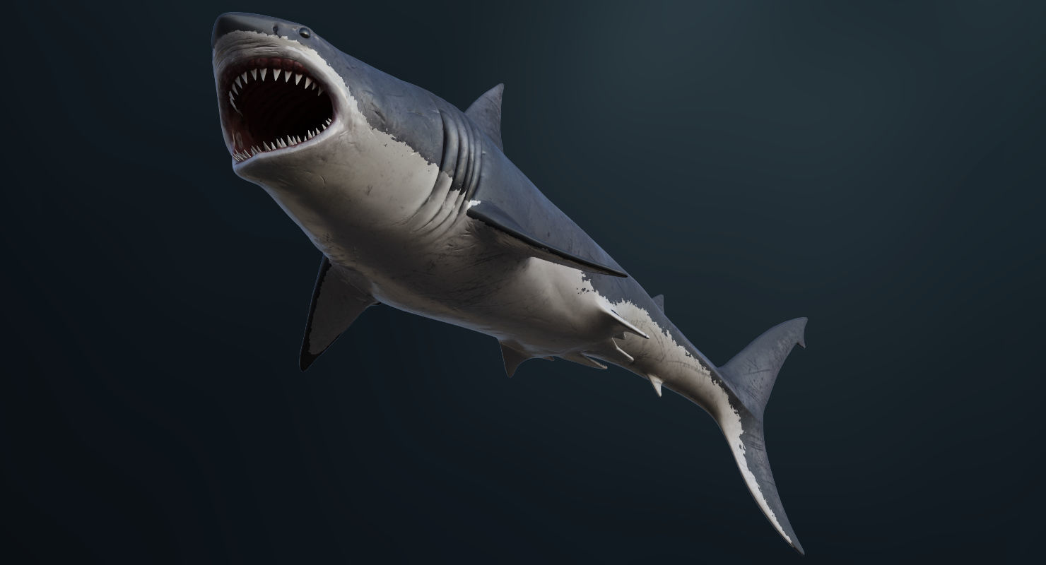 3D model Rigged Great White Shark Low-poly 3D model_6