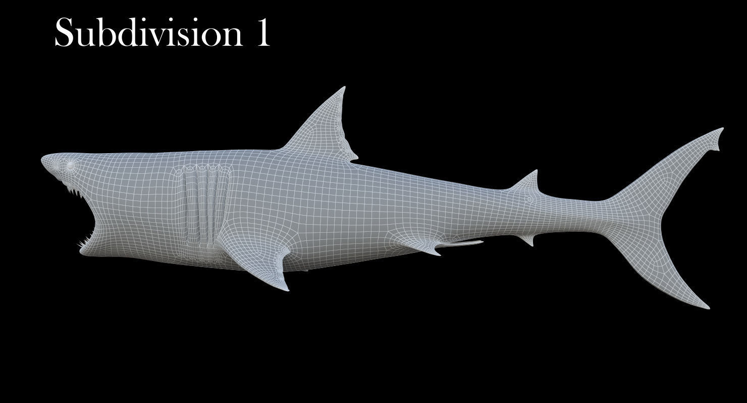 3D model Rigged Great White Shark Low-poly 3D model_20